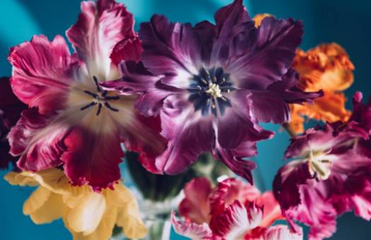 DIY Roze Anthuriumarrangementen: Verhoog je huis met tropische elegantie