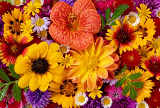 Voeg elegantie toe aan je huis met poederroze ranonkels: Doe-het-zelf ideeën voor een bloemenkrans
